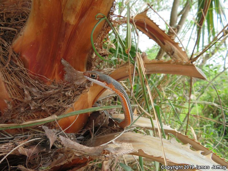 Schott's Whipsnake (Coluber schotti)