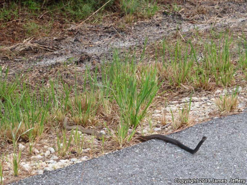 Eastern Coachwhip (Coluber flagellum flagellum)