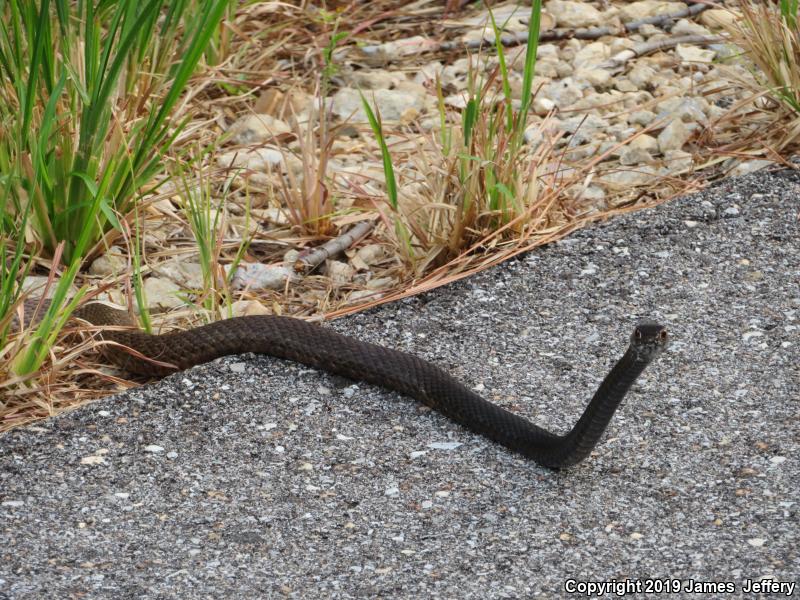 Eastern Coachwhip (Coluber flagellum flagellum)