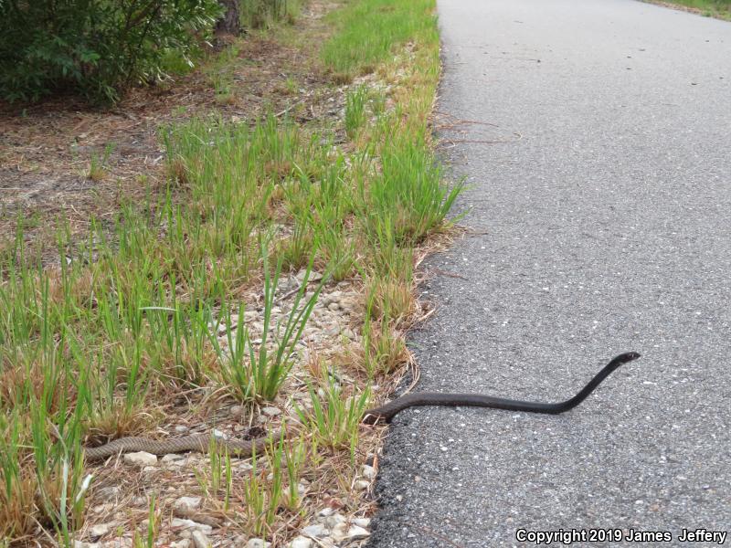 Eastern Coachwhip (Coluber flagellum flagellum)