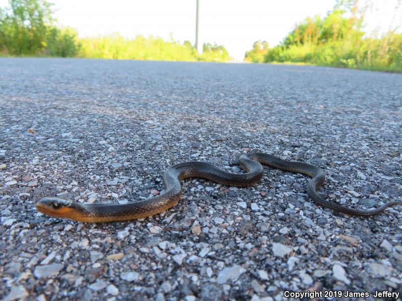 Gulf Crayfish Snake (Regina rigida sinicola)