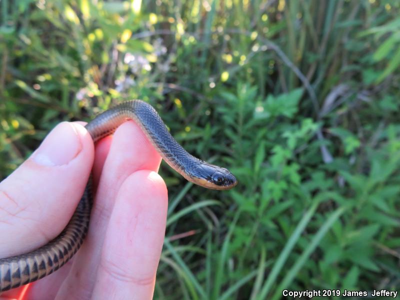 Gulf Crayfish Snake (Regina rigida sinicola)