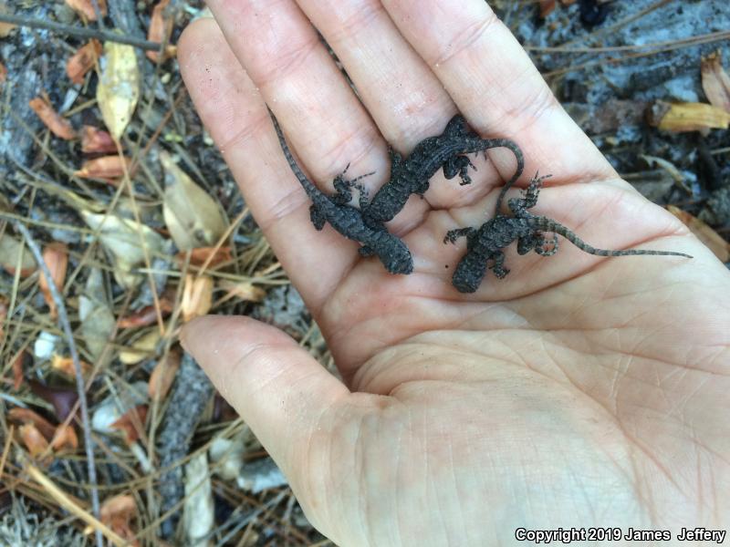 Eastern Fence Lizard (Sceloporus undulatus)