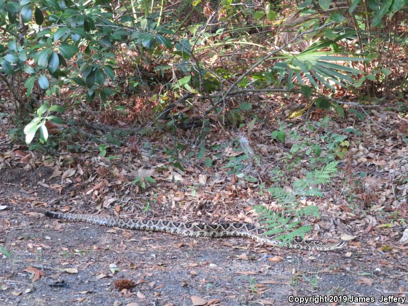 Eastern Diamond-backed Rattlesnake (Crotalus adamanteus)