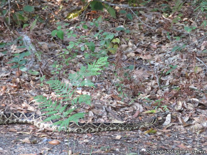 Eastern Diamond-backed Rattlesnake (Crotalus adamanteus)