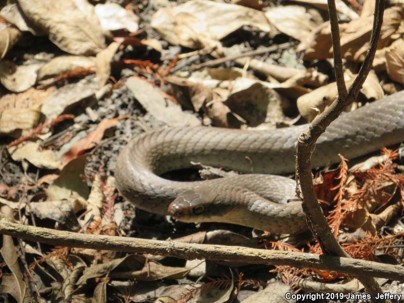 Black-masked Racer (Coluber constrictor latrunculus)