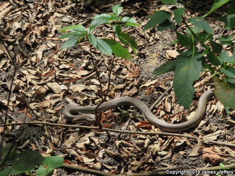 Black-masked Racer (Coluber constrictor latrunculus)