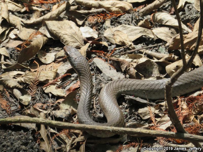 Black-masked Racer (Coluber constrictor latrunculus)