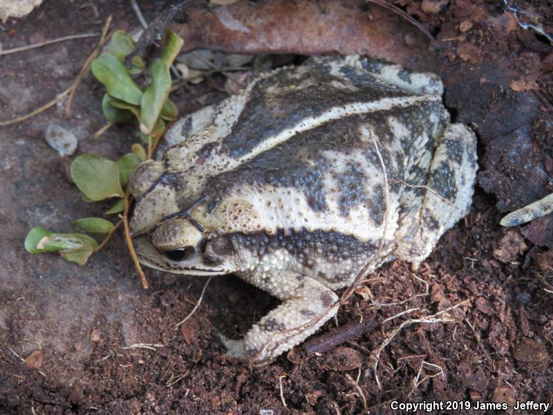 Gulf Coast Toad (Ollotis nebulifer)