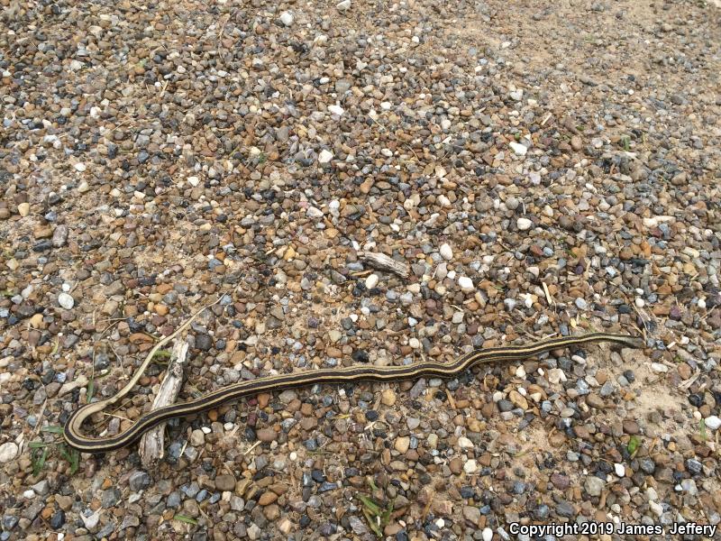 Texas Patch-nosed Snake (Salvadora grahamiae lineata)