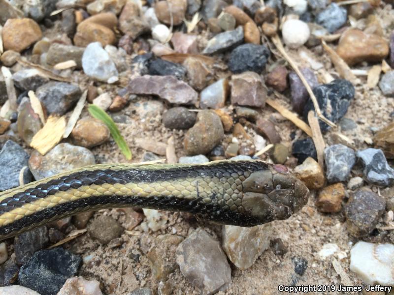 Texas Patch-nosed Snake (Salvadora grahamiae lineata)