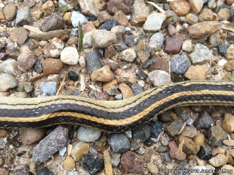 Texas Patch-nosed Snake (Salvadora grahamiae lineata)