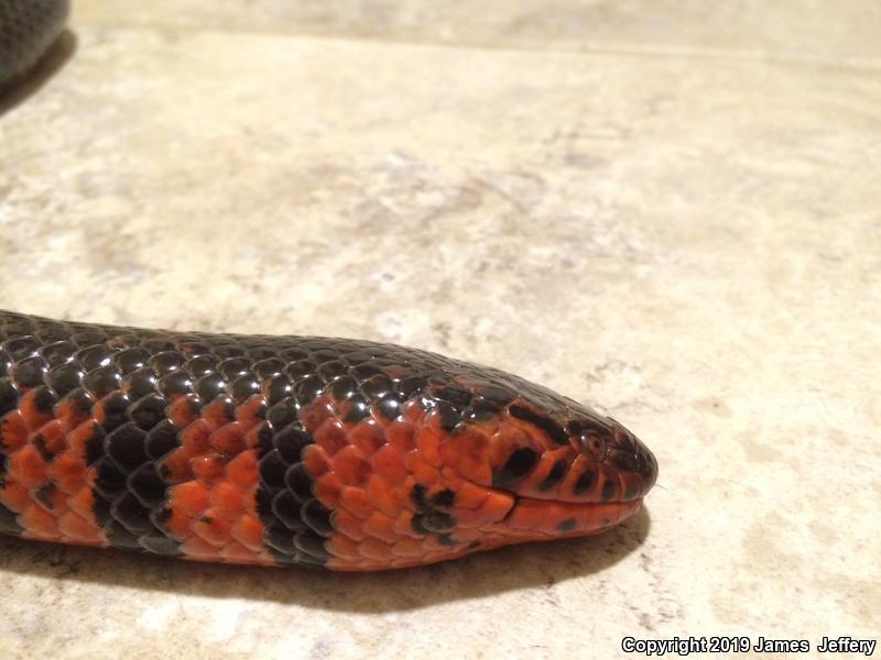 Red-bellied Mudsnake (Farancia abacura)