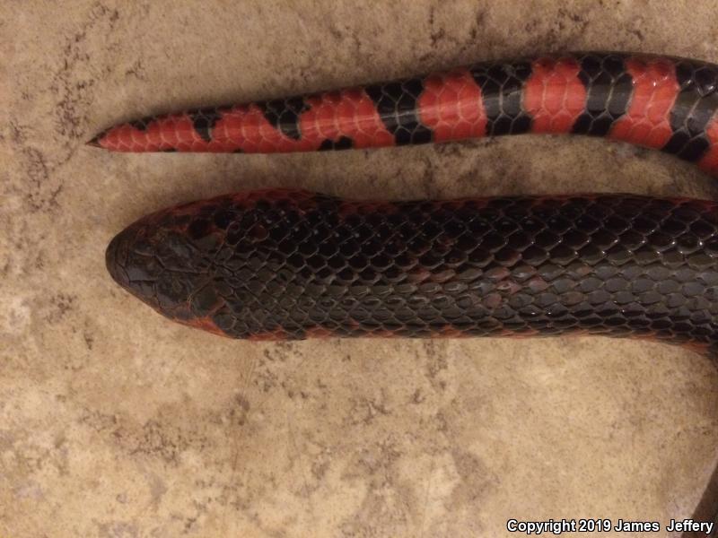 Red-bellied Mudsnake (Farancia abacura)