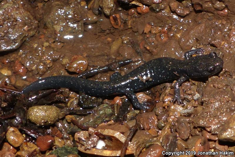 Speckled Black Salamander (Aneides flavipunctatus flavipunctatus)