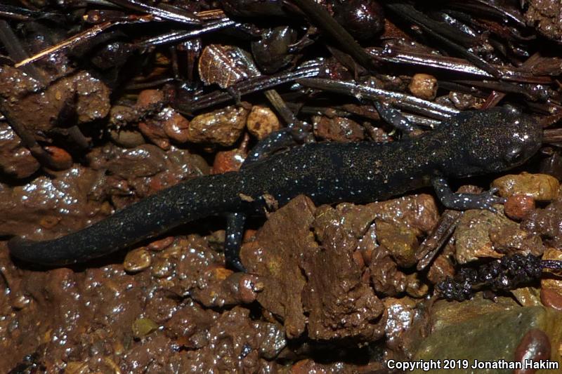 Speckled Black Salamander (Aneides flavipunctatus flavipunctatus)