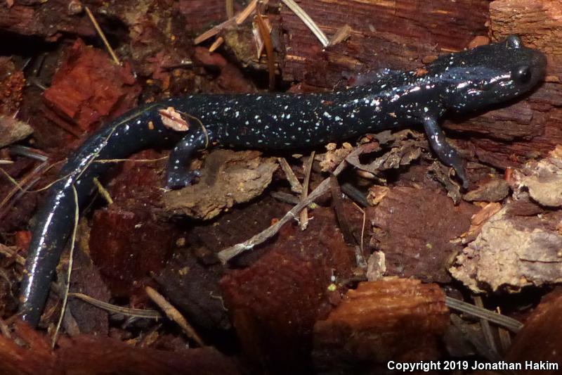 Speckled Black Salamander (Aneides flavipunctatus flavipunctatus)