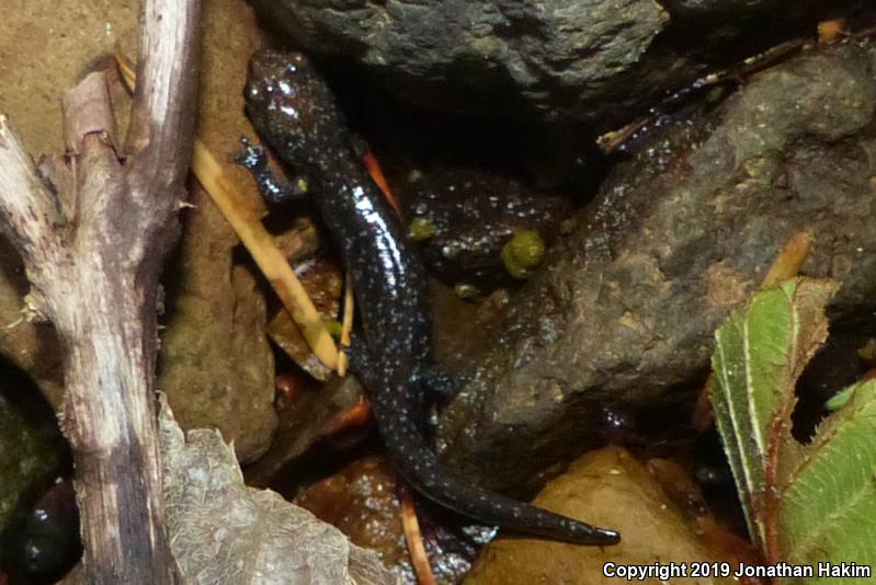 Speckled Black Salamander (Aneides flavipunctatus flavipunctatus)