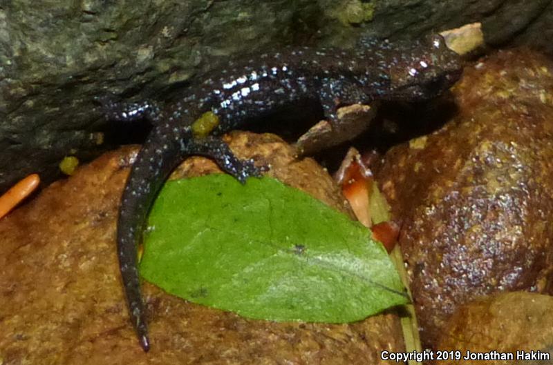 Speckled Black Salamander (Aneides flavipunctatus flavipunctatus)