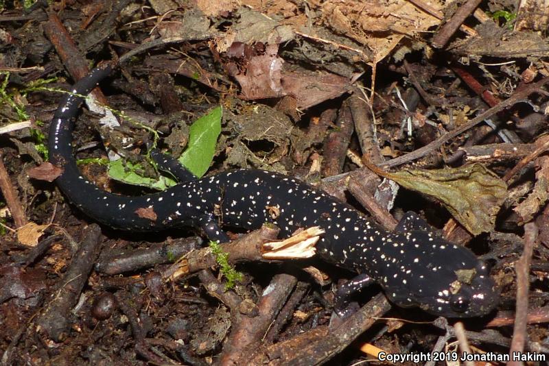 Speckled Black Salamander (Aneides flavipunctatus flavipunctatus)