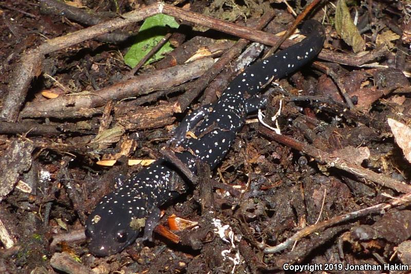 Speckled Black Salamander (Aneides flavipunctatus flavipunctatus)