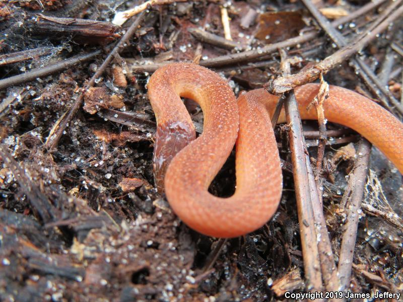 Pine Woods Littersnake (Rhadinaea flavilata)