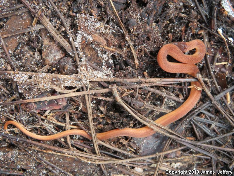 Pine Woods Littersnake (Rhadinaea flavilata)