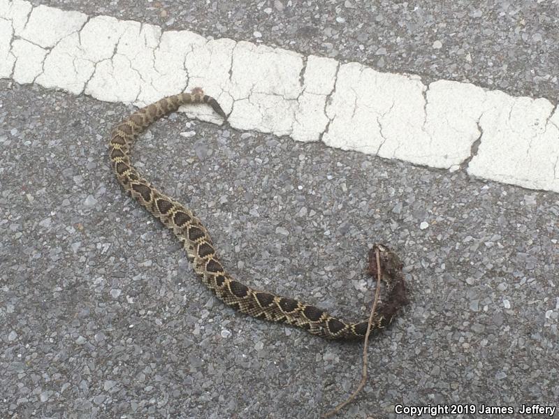 Eastern Diamond-backed Rattlesnake (Crotalus adamanteus)