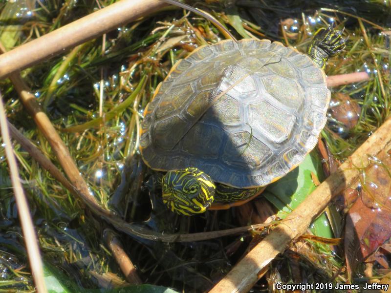 Alabama Red-bellied Cooter (Pseudemys alabamensis)