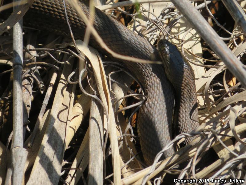 Mississippi Green Watersnake (Nerodia cyclopion)