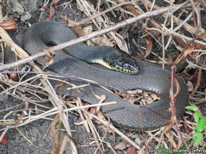 Yellow-bellied Watersnake (Nerodia erythrogaster flavigaster)