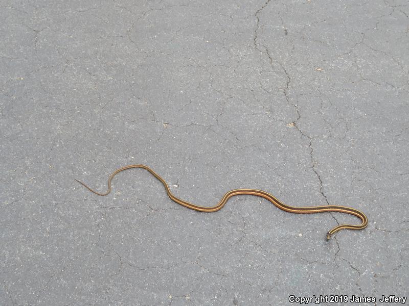 Eastern Ribbonsnake (Thamnophis sauritus sauritus)