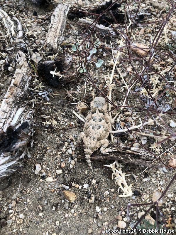 Northern Desert Horned Lizard (Phrynosoma platyrhinos platyrhinos)