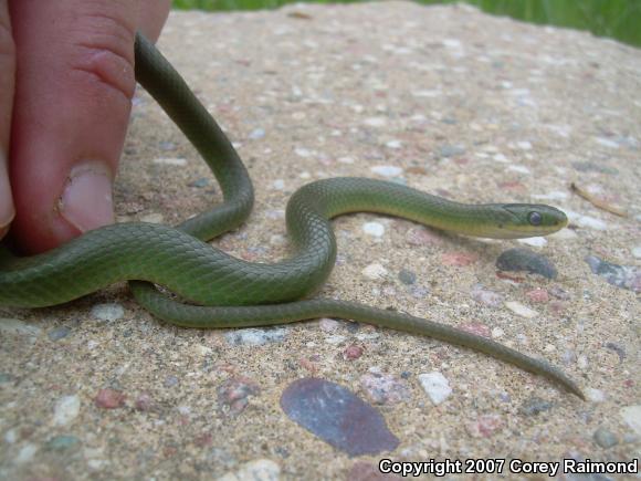 Smooth Greensnake (Opheodrys vernalis)