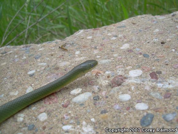 Smooth Greensnake (Opheodrys vernalis)