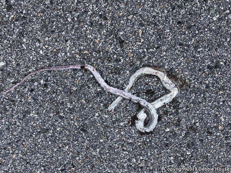 Desert Striped Whipsnake (Coluber taeniatus taeniatus)