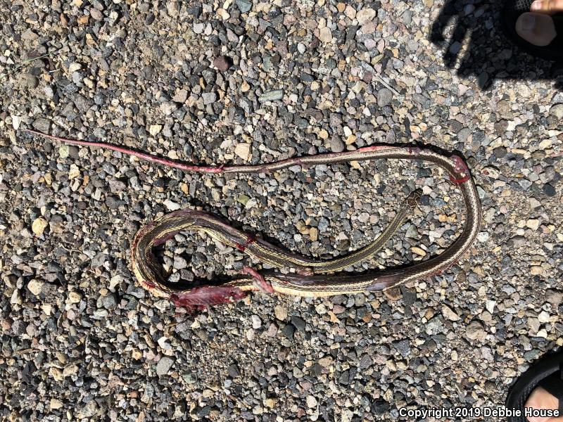 Desert Striped Whipsnake (Coluber taeniatus taeniatus)