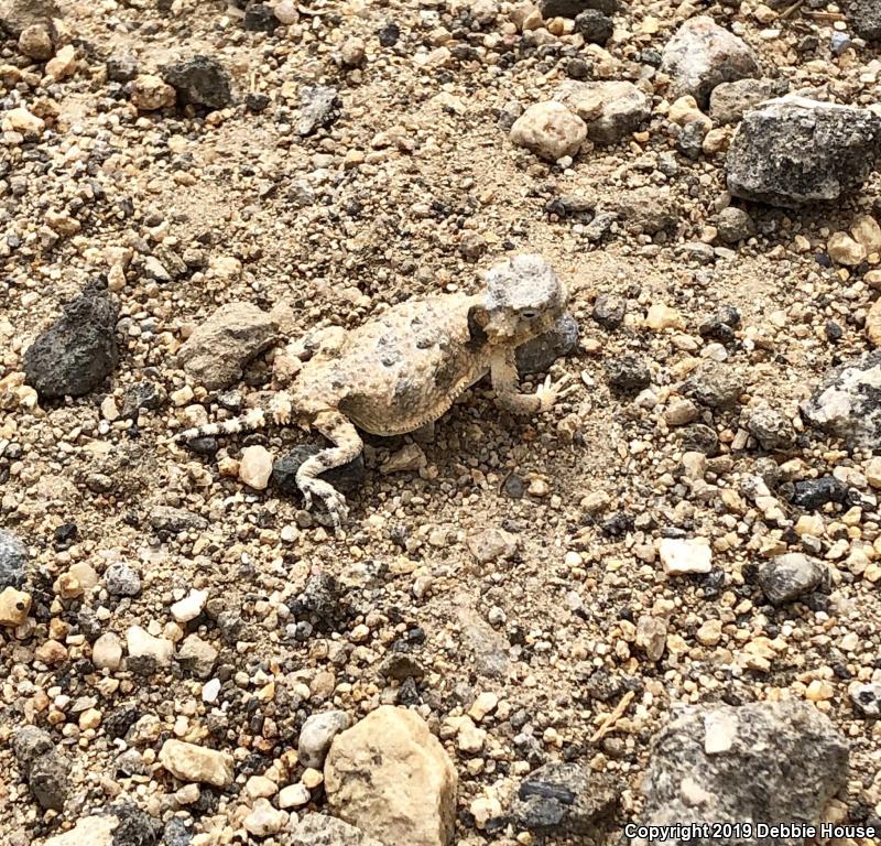 Desert Horned Lizard (Phrynosoma platyrhinos)