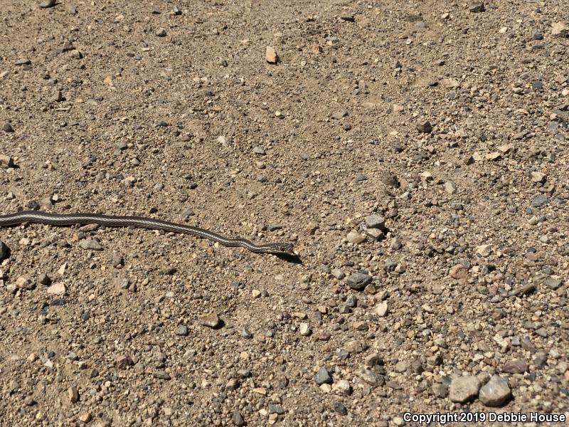 Desert Striped Whipsnake (Coluber taeniatus taeniatus)