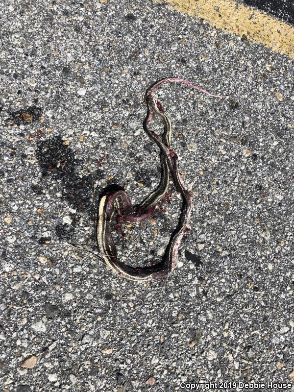 Desert Striped Whipsnake (Coluber taeniatus taeniatus)