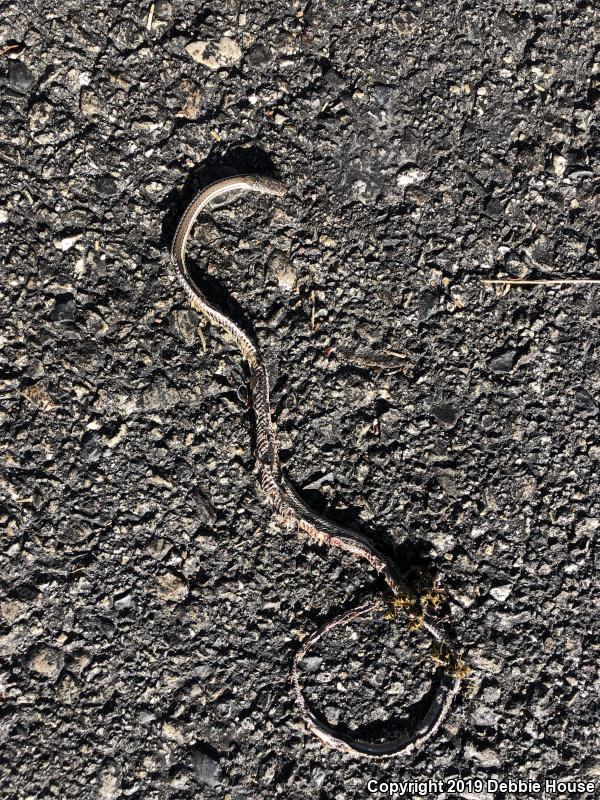 Desert Striped Whipsnake (Coluber taeniatus taeniatus)