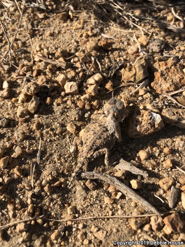 Desert Horned Lizard (Phrynosoma platyrhinos)