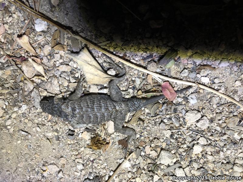 Great Basin Fence Lizard (Sceloporus occidentalis longipes)