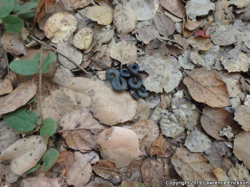 Pacific Ring-necked Snake (Diadophis punctatus amabilis)