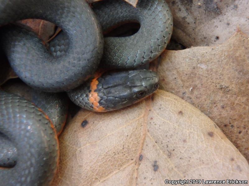 Pacific Ring-necked Snake (Diadophis punctatus amabilis)