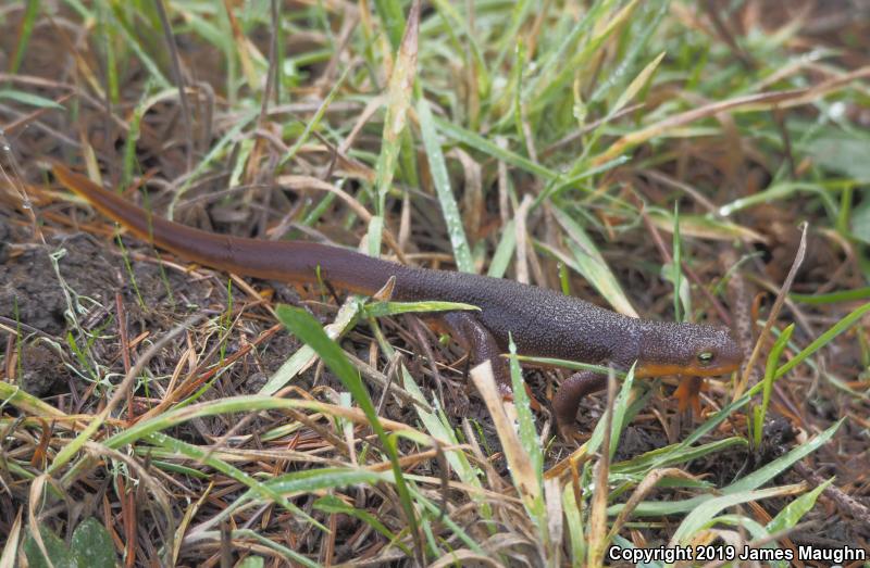 California Newt (Taricha torosa)