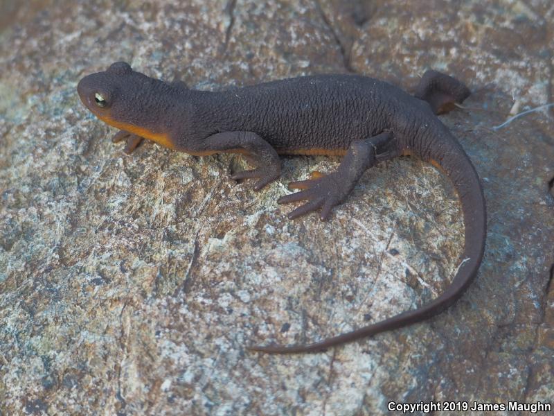 California Newt (Taricha torosa)