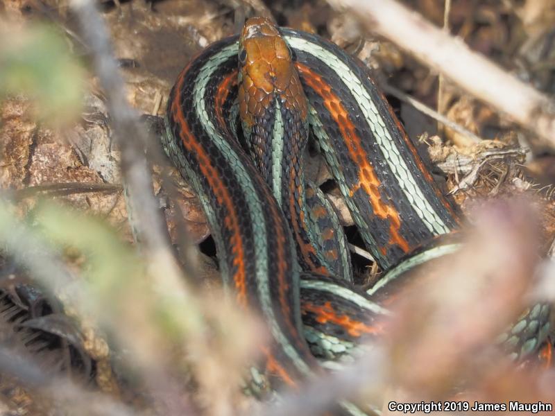 San Francisco Gartersnake (Thamnophis sirtalis tetrataenia)