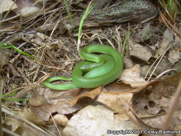 Smooth Greensnake (Opheodrys vernalis)