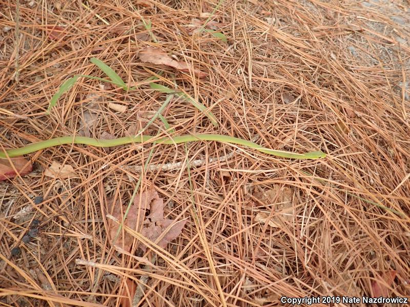 Northern Rough Greensnake (Opheodrys aestivus aestivus)